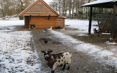 Dierenweide sappemeer is gerenoveerd