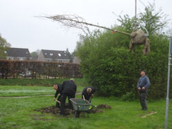 Koningsboom 2014 in Boswijk