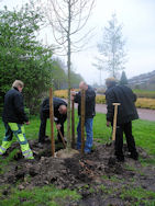 Koningsboom 2014 in Boswijk