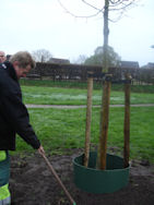 Koningsboom 2014 in Boswijk