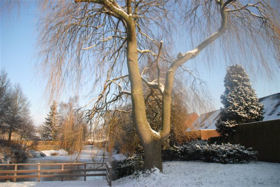 Winter in Boswijk 2012
